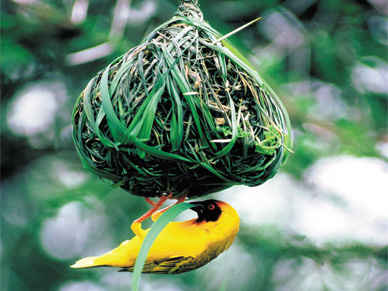 Nestbau