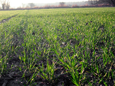Landwirtschaft