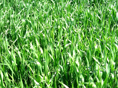 Landwirtschaft