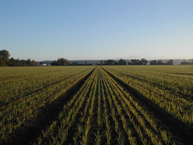 Landwirtschaft